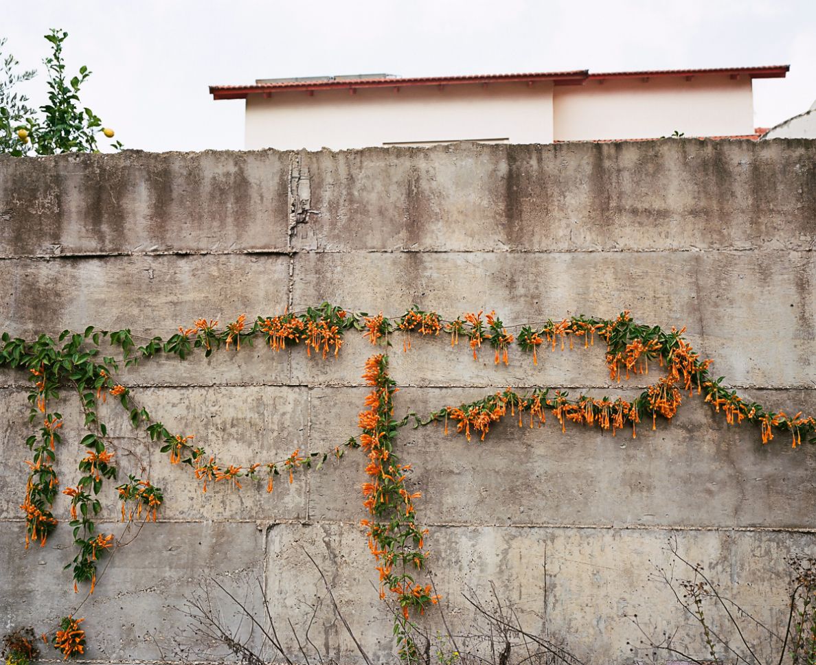 Wallflowers