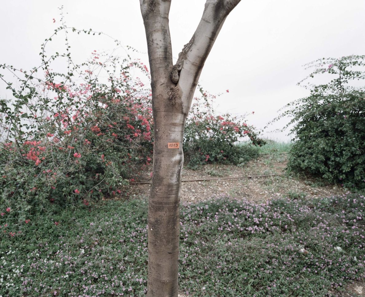 Tree #1013